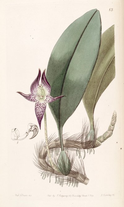 Bulbophyllum macranthum de Miss Drake
